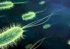 ما هي البكتيريا