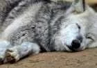 كيف ينام الذئب