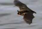 كيف يولد الخفاش