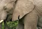 ماذا يأكل الفيل