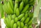 ما هو أهم معدن موجود في الموز