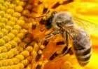 فوائد رحيق النحل