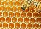 ما فائدة عسل النحل