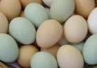 العناصر الغذائية في البيض