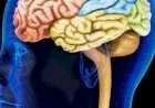 الفرق بين العقل والدماغ