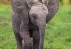 ماذا يسمى صغير الفيل