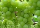 فوائد العنب الأخضر للبشرة