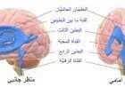 مكونات الدماغ