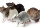 طريقة لطرد الفئران من المنزل