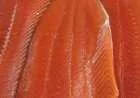 ما هو سمك السلمون