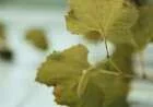 كيفية تجفيف ورق العنب