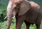 ماذا يغطي جسم الفيل