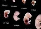 ما هي مراحل تكوين الجنين أسبوعياً