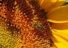 فوائد حبوب لقاح النحل للأطفال