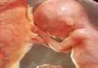 مراحل تطور الجنين في الشهر السابع