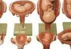 مراحل نمو الجنين بالأسبوع