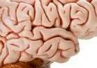 تأثير الحشيش على المخ