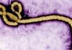 ما هو فيروس الإيبولا