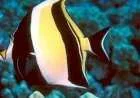 أنواع سمك البحر الأحمر