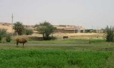 أهمية الزراعة فى مصر