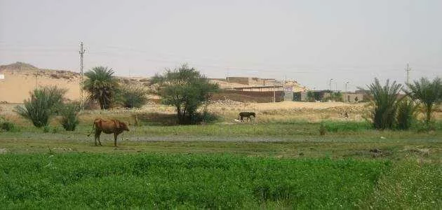 أهمية الزراعة فى مصر