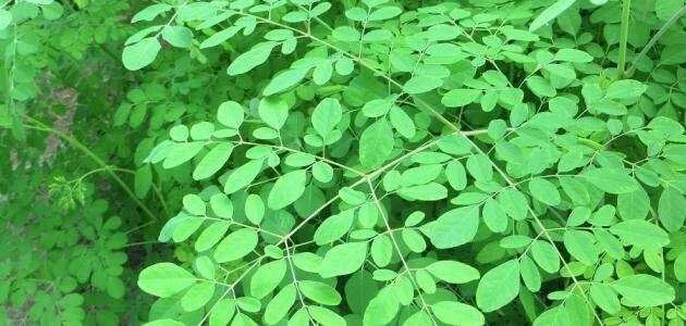 مقالة أضرار نبات المورينجا