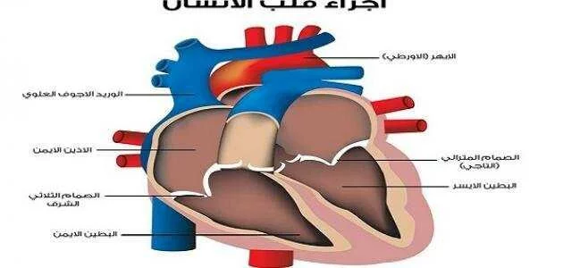تحليل انزيمات القلب